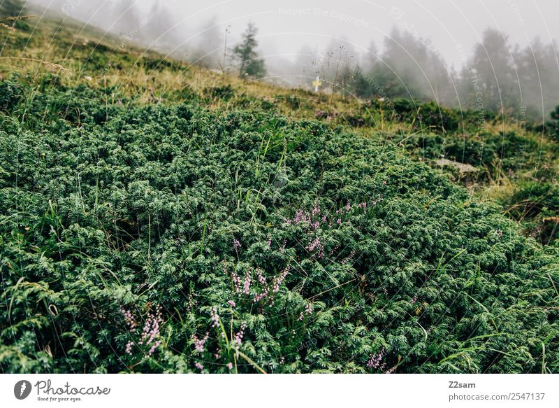 Alpen | Pflanzen | Nebel Berge u. Gebirge wandern Natur Landschaft Tier Herbst schlechtes Wetter Sträucher Wald dunkel nachhaltig natürlich grün ruhig