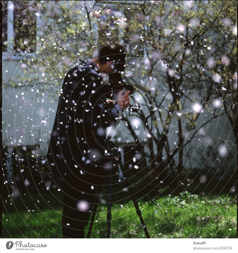 Daniel im Blütenregen Mensch maskulin 1 Natur Pflanze Frühling Schönes Wetter Baum außergewöhnlich schön rosa Freude Glück Freundschaft Fotografieren Farbfoto