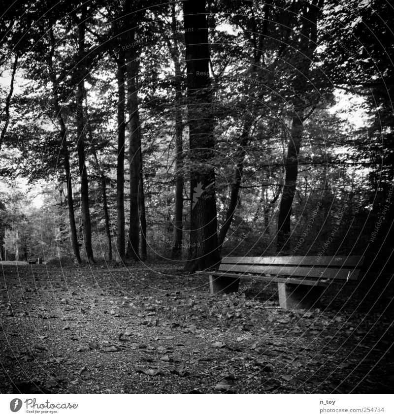 die Bank Natur Landschaft Herbst Baum Park sitzen schwarz weiß Stimmung ruhig Frieden Wald Wege & Pfade Ruhepunkt Pause Schwarzweißfoto Außenaufnahme