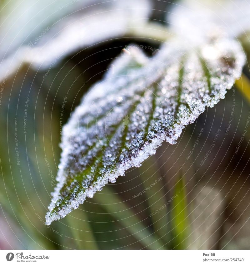Eiskalt erwischt Natur Herbst Nebel Frost Pflanze Blatt Grünpflanze Wildpflanze Brennnessel Garten Feld natürlich gelb grün weiß ästhetisch Einsamkeit entdecken