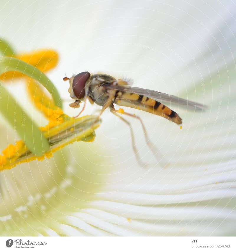 Zuckerschlecker Natur Pflanze Tier Blume Blüte exotisch Passionsblume Passiflora Garten Wildtier Fliege Biene Tiergesicht Flügel Wespen 1 Blühend Duft