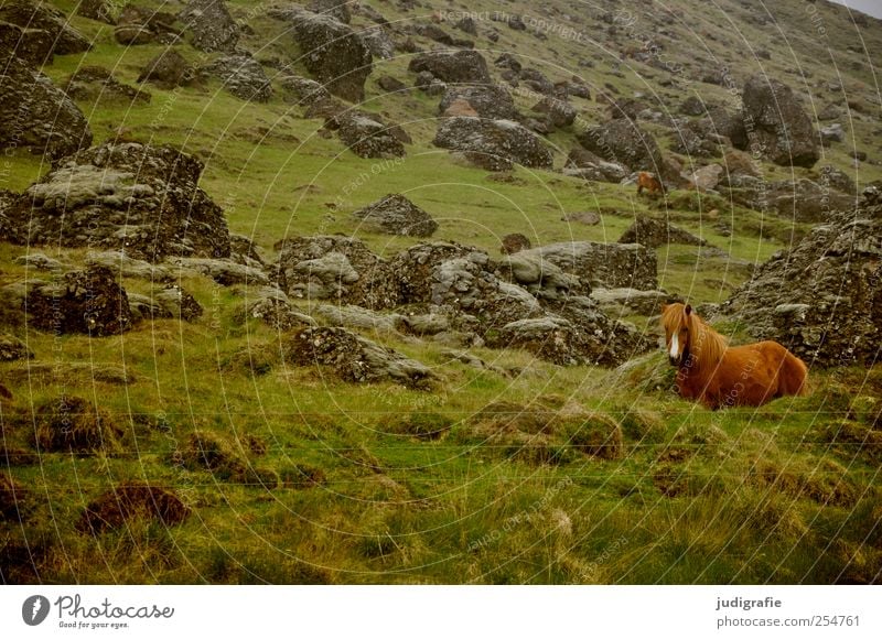 Island Umwelt Natur Landschaft Pflanze Tier Urelemente Gras Hügel Felsen Berge u. Gebirge Nutztier Pferd Island Ponys 1 natürlich wild Farbfoto Außenaufnahme