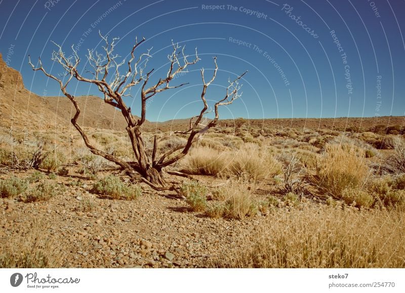 gießen vergessen? Schönes Wetter Dürre Baum Sträucher Wüste trocken blau braun vertrocknet Teneriffa kahl Farbfoto Außenaufnahme Menschenleer