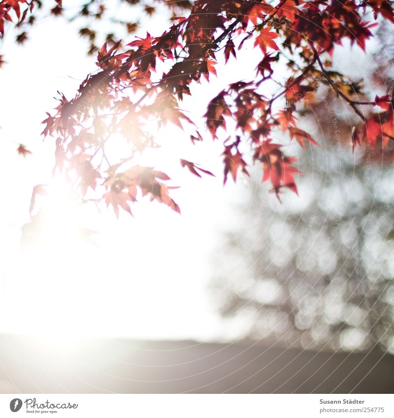 B@DD 11 | Guten Morgen Natur Himmel Sonne Schönes Wetter Baum Blatt Wildpflanze Park genießen hängen Blendenfleck Sonnenlicht Gegenlicht Herbst rot Herbstlaub