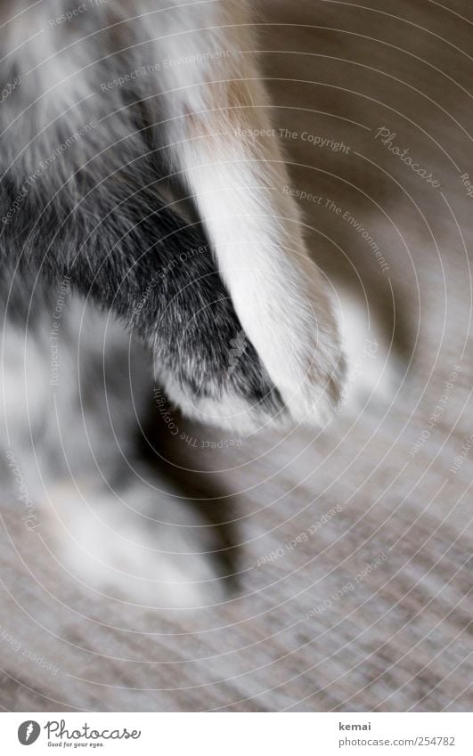 Hübsche Beine Teppich Tier Haustier Hase & Kaninchen Zwergkaninchen Zwerghase Pfote Männchen machen 1 hell braun schwarz Farbfoto Gedeckte Farben Innenaufnahme