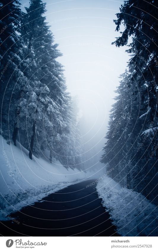 Winterstraße Ausflug Abenteuer Schnee Winterurlaub wandern Umwelt Natur Landschaft Pflanze Klima Klimawandel Nebel Schneefall Baum Wald Erholung genießen blau