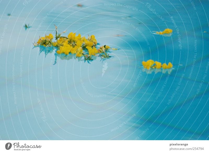 pool I harmonisch ruhig Spa Sommer Schwimmbad Natur Pflanze Wasser Blüte Ginsterblüte Blühend Erholung ästhetisch nass blau gelb Farbfoto Außenaufnahme