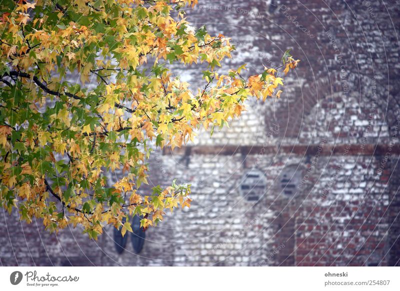 Blätterwand Natur Herbst Baum Blatt Ast Mauer Wand Fassade Stein Backstein mehrfarbig gelb gold grün Hoffnung Leben Kontrast Farbfoto Außenaufnahme
