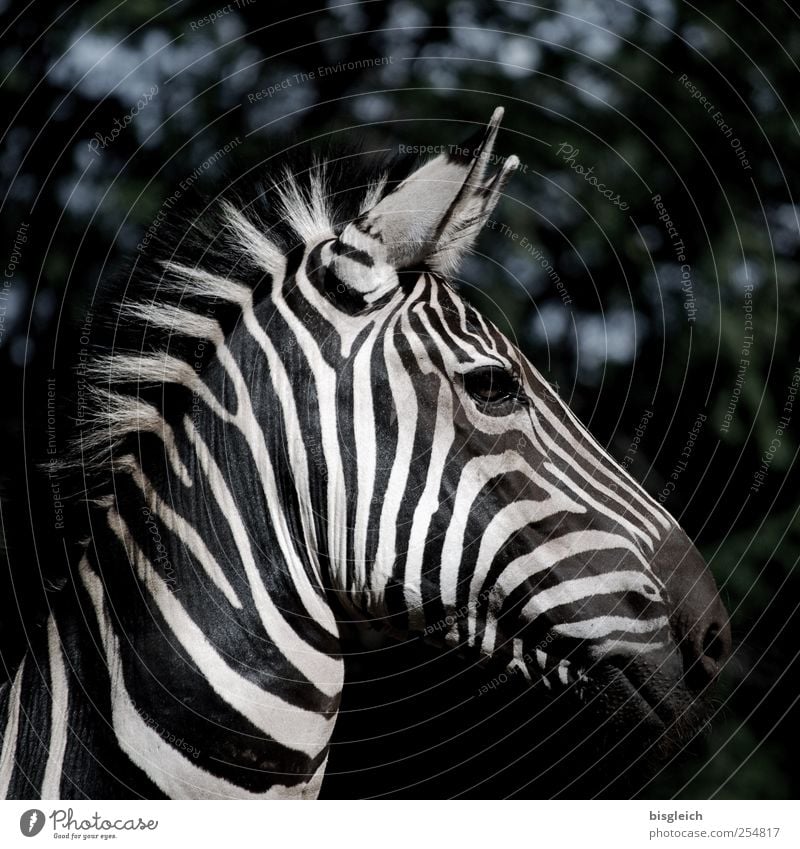 Zebra I Wildtier Tiergesicht Ohr Mähne Auge Streifen Kopf schwarz weiß Wachsamkeit Blick in die Kamera Afrika Farbfoto Gedeckte Farben Außenaufnahme