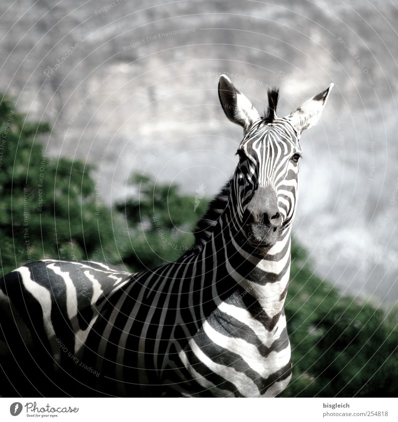 Zebra II Tier Wildtier 1 stehen schwarz weiß achtsam Wachsamkeit Afrika Farbfoto Gedeckte Farben Außenaufnahme Menschenleer Textfreiraum oben Tag