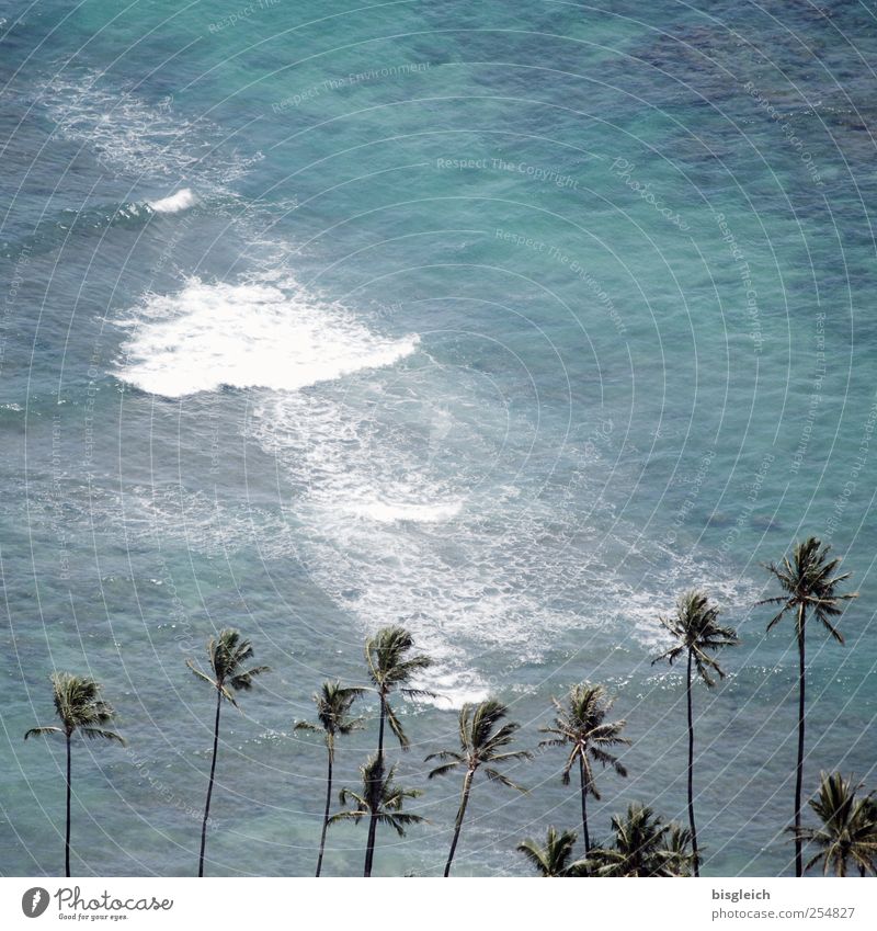 Hawaii II exotisch Sommer Sommerurlaub Strand Meer Wellen Schönes Wetter Palme Küste Pazifik Pazifikstrand Insel Honolulu USA Amerika blau grün Brandung