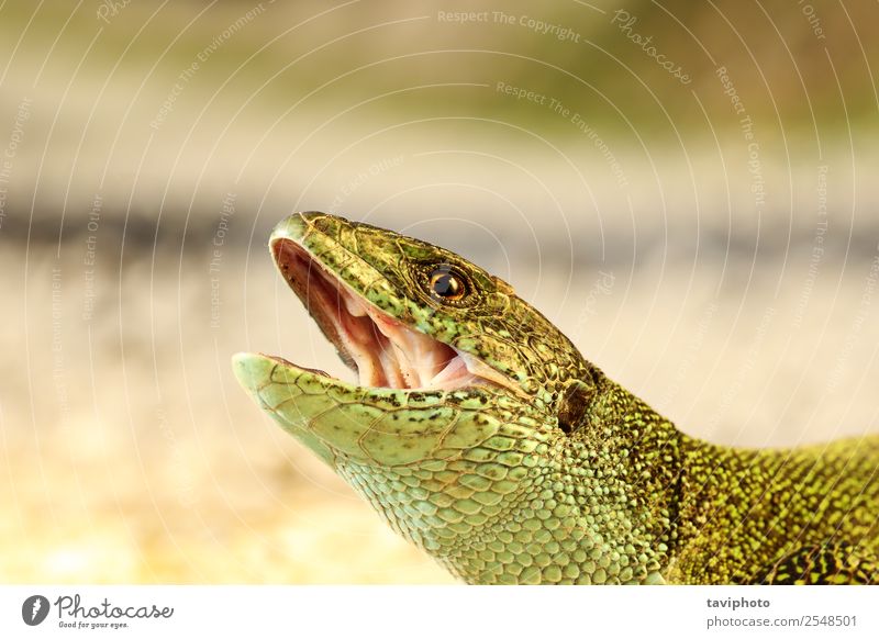 wütender Mann grüne Eidechse Porträt schön Haut Erwachsene Mund Natur Tier bedrohlich klein natürlich wild Wut gefährlich Farbe Lizard Kopf offen Biss