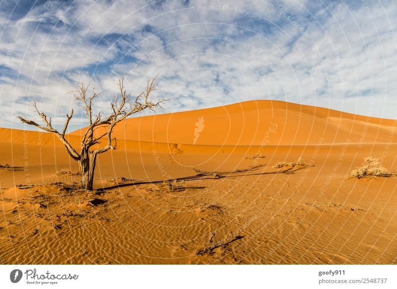Sossusvlei/Namibia Ferien & Urlaub & Reisen Tourismus Ausflug Abenteuer Ferne Sonne Umwelt Natur Landschaft Erde Sand Sonnenlicht Schönes Wetter Wärme Dürre
