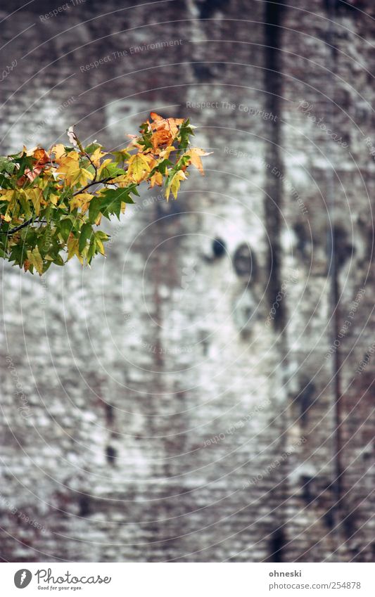 Hallo Herbst Baum Blatt Ast Zweige u. Äste Gebäude Mauer Wand gelb grün Hoffnung Leben Farbfoto Außenaufnahme Strukturen & Formen Menschenleer