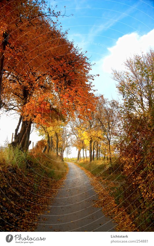 goldener herbst III Umwelt Natur Landschaft Himmel Wolken Herbst Schönes Wetter Baum Gras Sträucher Hügel Verkehr Wege & Pfade natürlich positiv blau braun gelb