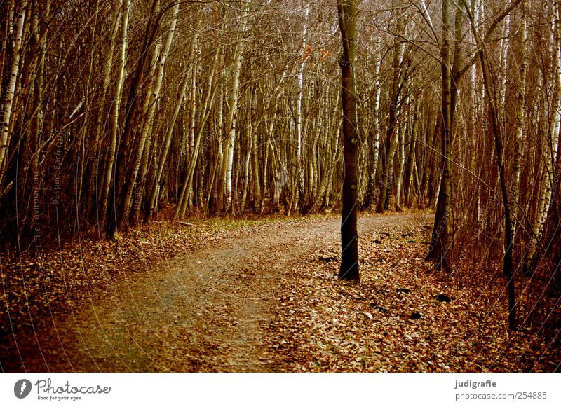 Weg Umwelt Natur Landschaft Pflanze Herbst Baum Blatt Wald dunkel natürlich braun Klima Wege & Pfade Kurve Farbfoto Gedeckte Farben Außenaufnahme Menschenleer