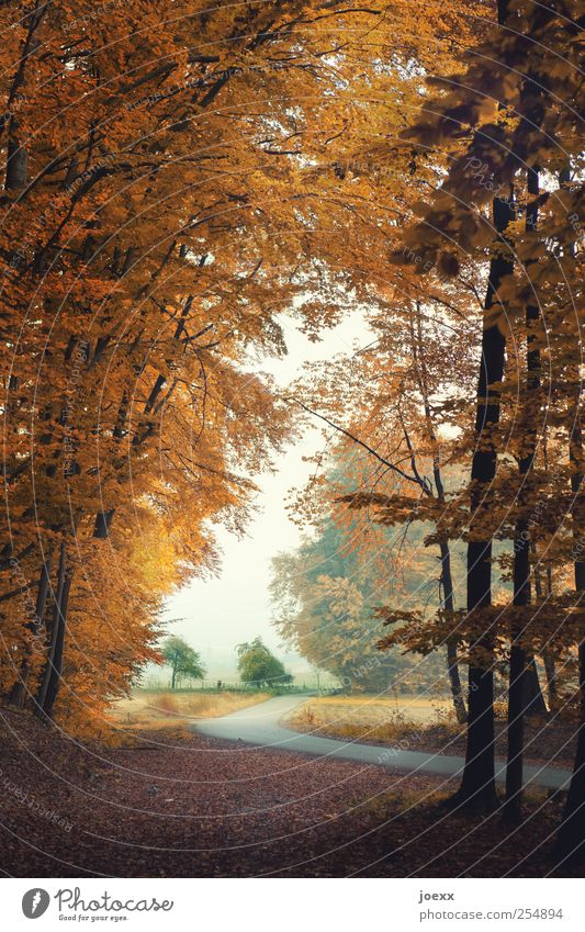 Blick Natur Landschaft Himmel Herbst Baum Feld Straße braun grün weiß ruhig Einsamkeit Idylle Hebststimmung ländlich Farbfoto mehrfarbig Außenaufnahme