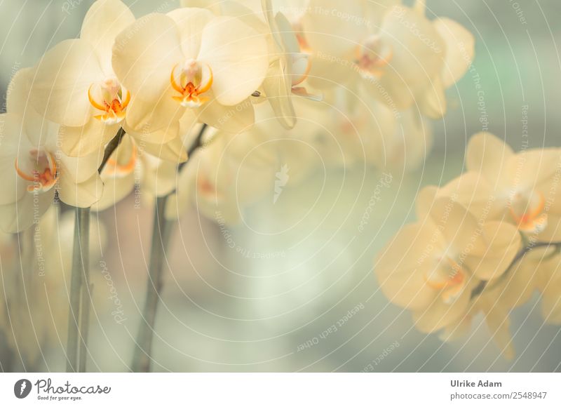 Gelbe Orchideen - Blumen Stil Design schön Wellness Leben harmonisch Wohlgefühl Zufriedenheit Erholung ruhig Meditation Kur Spa Massage Feste & Feiern