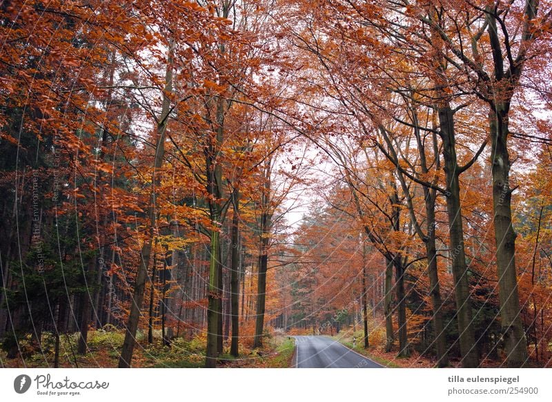 adé Natur Herbst Baum Blatt Wald Menschenleer Straße verblüht kalt Einsamkeit orange Landstraße bewachsen herbstlich Farbfoto Außenaufnahme Tag