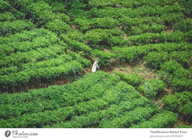 Tee-Ernte Natur Landschaft grün Arbeit & Erwerbstätigkeit pflücken Pflanze Nutzpflanze Feld Teeplantage schön ästhetisch Idylle Sri Lanka Farbfoto Außenaufnahme