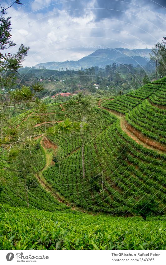 Teehügel Natur Landschaft blau grün Teeplantage Feld trinken Idylle schön unbeschreiblich Sri Lanka Reisefotografie entdecken Abenteurer Hügel Wolken Farbfoto