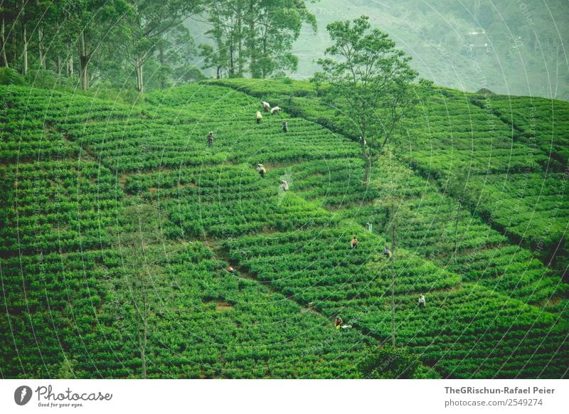 Teeplantage Natur Landschaft grün pflügen Sammlung Ernte Sri Lanka Idylle schön ästhetisch Baum Tourismus Farbfoto Außenaufnahme Textfreiraum unten Tag