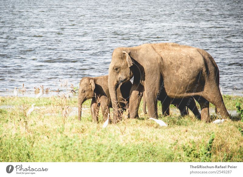 Mama - Love Tier 2 Tierjunges Tierfamilie braun grün Elefant Elefantenbaby Rüssel See Sri Lanka Naturschutzgebiet Safari Reisefotografie