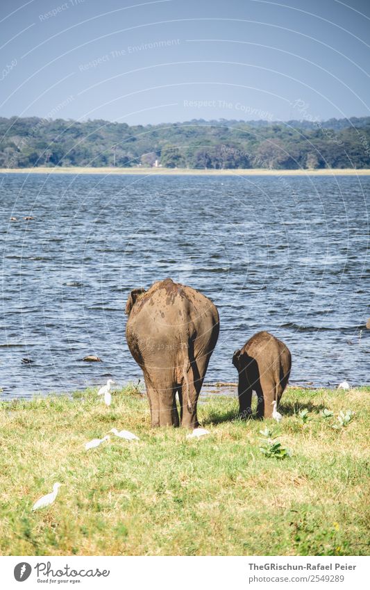 Mama - Love II 2 Tier Tierjunges Tierfamilie blau braun grau Elefant Elefantenbaby Schwanz Mutter Zusammensein Liebe mutter kind Herde Sri Lanka Wasser Gras
