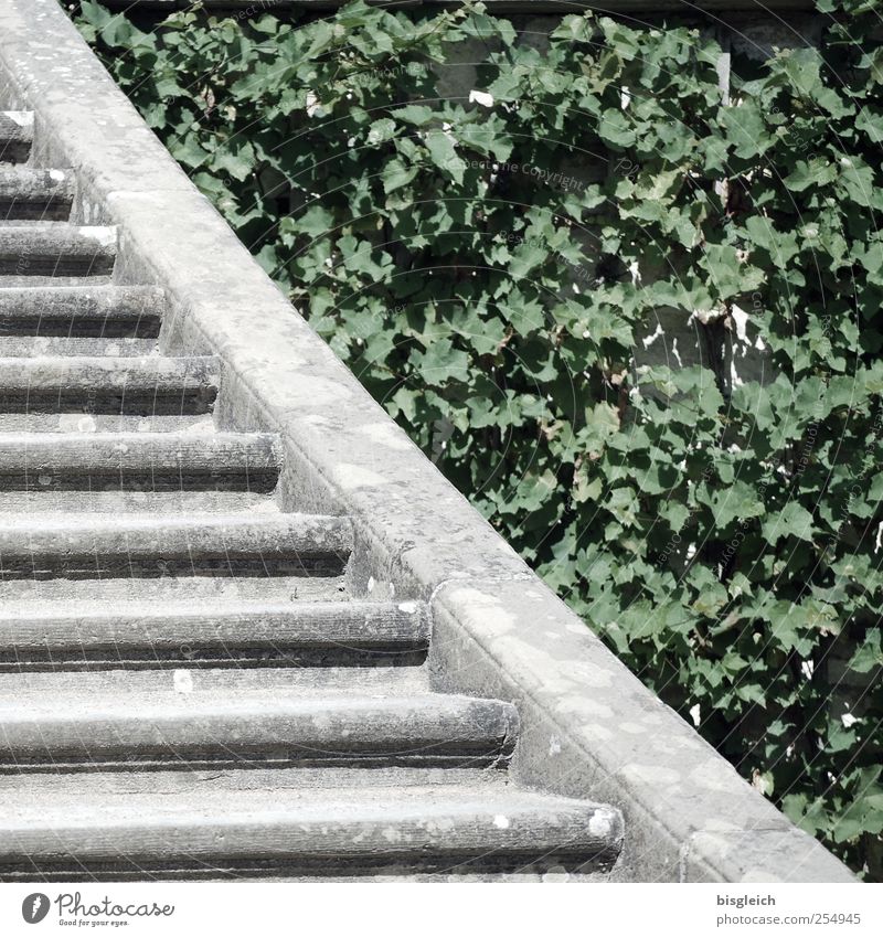 Gegensatz Pflanze Blatt Grünpflanze Garten Park Treppe Stein Beton grau grün Fortschritt Wachstum Wandel & Veränderung Gegenteil Farbfoto Gedeckte Farben