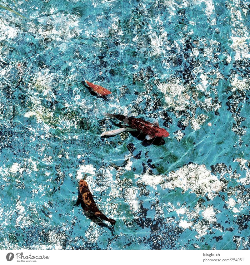 Goldfische Fisch Wasser 3 Tier Schwimmen & Baden blau rot Licht Lichtspiel Wasseroberfläche Farbfoto Außenaufnahme Menschenleer Tag Vogelperspektive