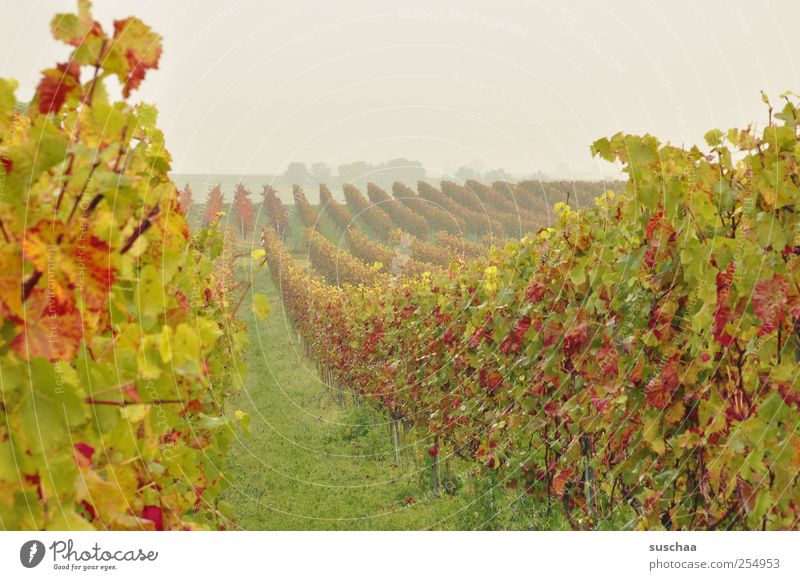 SÜW Umwelt Natur Landschaft Himmel Horizont Herbst Klima Feld grün Idylle Perspektive Landwirtschaft Weinberg Kulturlandschaft Weinbau Weinblatt Farbfoto
