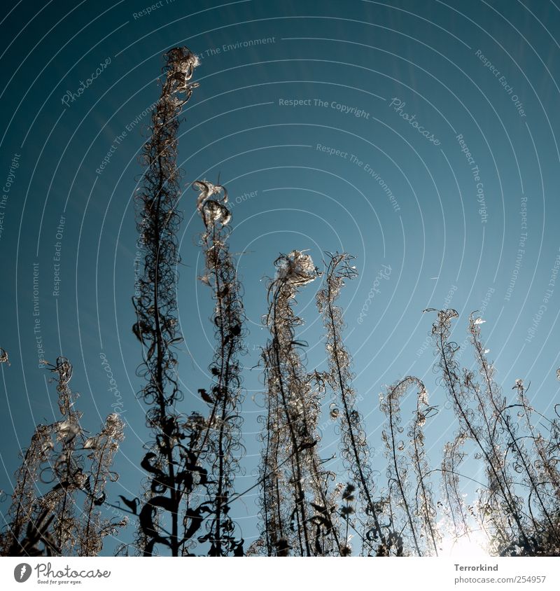 Chamansülz | gegen.wind Pflanze Natur hoch Außenaufnahme Ferne groß Himmel blau türkis Wolkenloser Himmel Ameise Perspektive spielend Spirale durcheinander