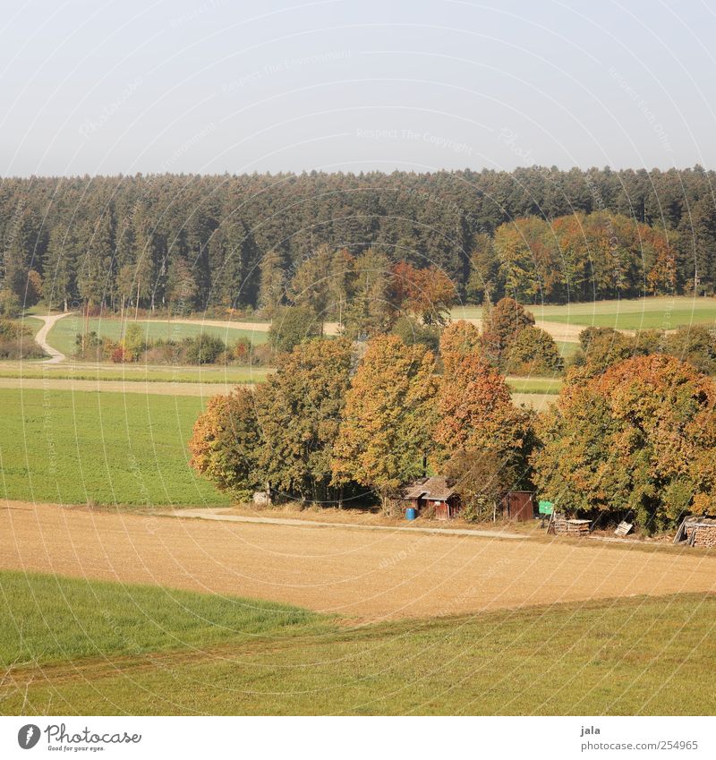 CHAMANSÜLZ | ländle Umwelt Natur Landschaft Pflanze Himmel Herbst Baum Feld Wald natürlich Farbfoto Außenaufnahme Menschenleer Textfreiraum oben Tag
