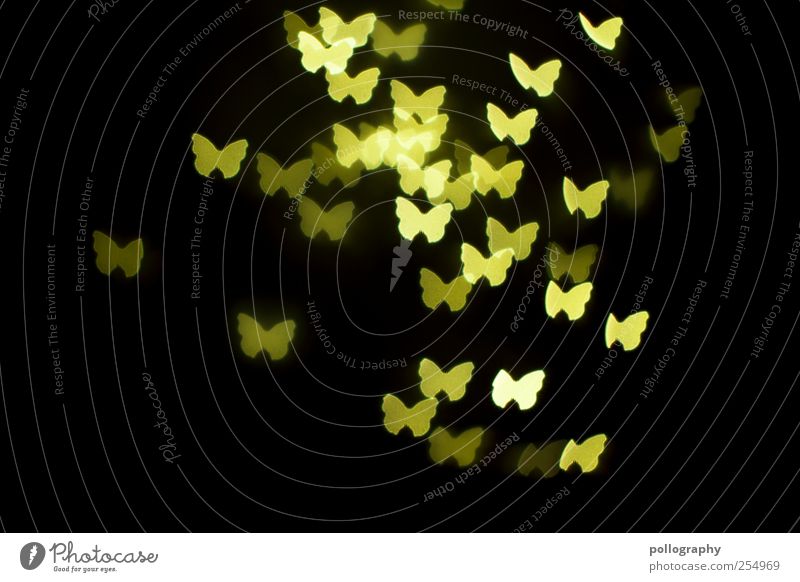 Nachtschwärmer Nachtleben Feste & Feiern Tier Schmetterling Tiergruppe Schwarm Tierfamilie fliegen leuchten Zusammensein gelb grün Glück Lebensfreude