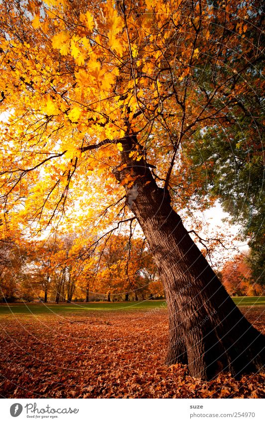 Wunschbaum Umwelt Natur Landschaft Himmel Herbst Klima Wetter Schönes Wetter Baum Park Wiese gelb gold herbstlich Herbstbeginn Herbstlaub Oktober Baumkrone