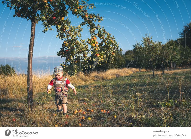 Kleiner Junge in Lederhosen rennt vor Apfelbaum maskulin Kindheit 1 Mensch 1-3 Jahre Kleinkind Garten Krachlederne Mütze Bewegung Essen rennen Spielen toben