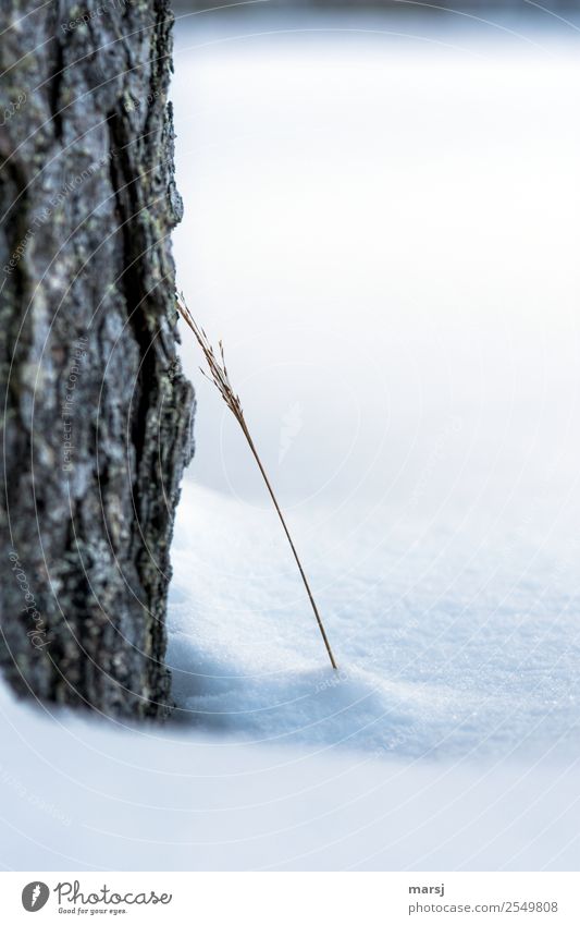 Anlehnungsbedürftig Natur Winter Eis Frost Schnee Baum Gras frieren Zusammensein kalt natürlich anlehnen Intimität nah Baumrinde trocken Farbfoto