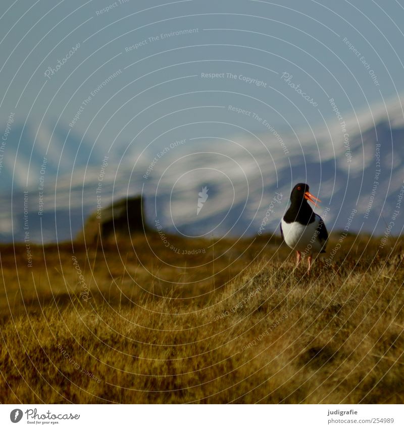 Island Umwelt Natur Landschaft Pflanze Tier Gras Berge u. Gebirge Wildtier Vogel Austernfischer natürlich wild Farbfoto Außenaufnahme Tierporträt
