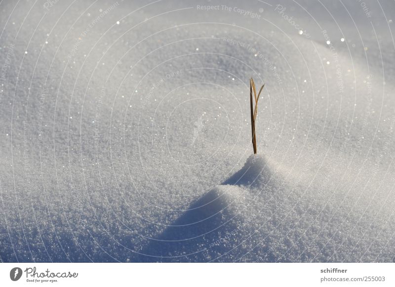 Zuckergruss Natur Urelemente Sonnenlicht Winter Schönes Wetter Schnee weiß glänzend Halm Überleben Überlebenskampf Überlebenstraining einzeln Einsamkeit