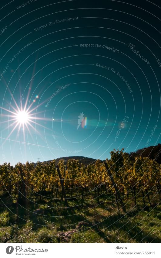 Palatine Sun Star Landwirtschaft Forstwirtschaft Weinbau Umwelt Natur Landschaft Pflanze Himmel Wolkenloser Himmel Sonne Sonnenlicht Sommer Herbst Klima Wetter