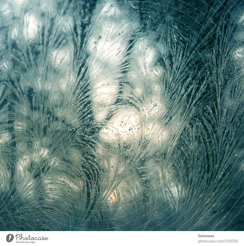 Eisblume Winter Umwelt Natur Landschaft Frost Glas Linie frieren kalt nah Eisblumen Farbfoto Nahaufnahme Detailaufnahme Makroaufnahme abstrakt Muster