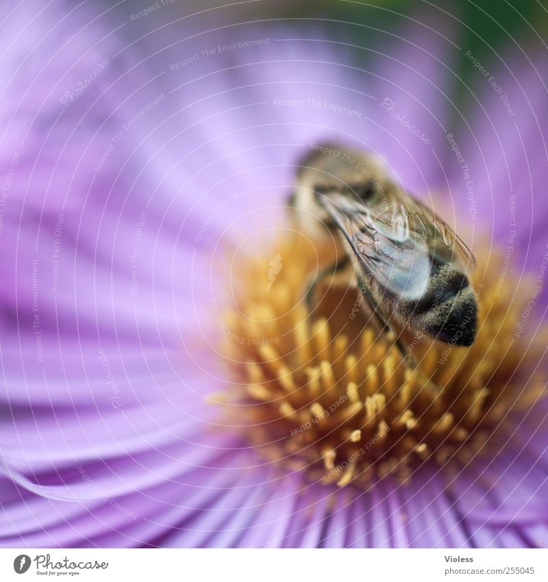 Honeybee Natur Pflanze Tier Blume Blüte Biene Duft nah Hautflügler Stechimme gestreift Flügel Margariten Makroaufnahme Farbfoto mehrfarbig Außenaufnahme