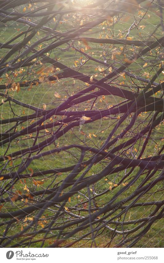 golden fall Umwelt Natur Landschaft Pflanze Tier Urelemente Sonne Klima Schönes Wetter Baum Blatt alt braun grün Stimmung Herbst mehrfarbig Farbfoto