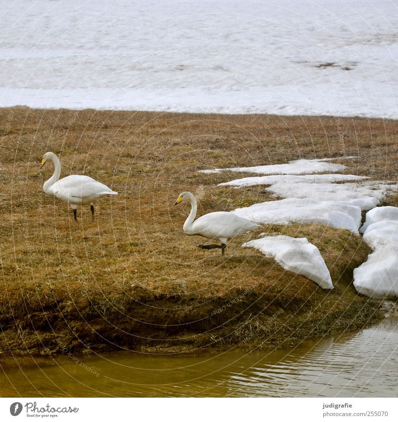 Island Umwelt Natur Tier Eis Frost Schnee Seeufer Wildtier Vogel Schwan singschwan 2 Tierpaar gehen natürlich schön wild Farbfoto Außenaufnahme Menschenleer Tag
