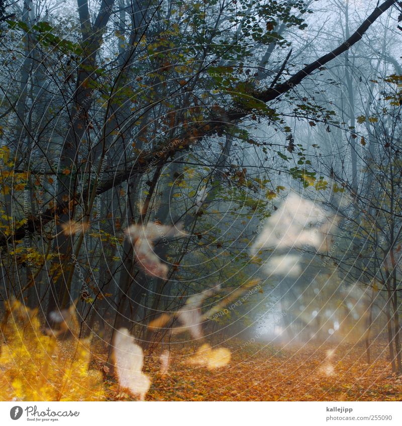 fall Umwelt Natur Landschaft Pflanze Tier Luft Klima Wetter Nebel Baum Blatt Wald fallen Fußweg Ziel Licht unheimlich Farbfoto mehrfarbig Außenaufnahme