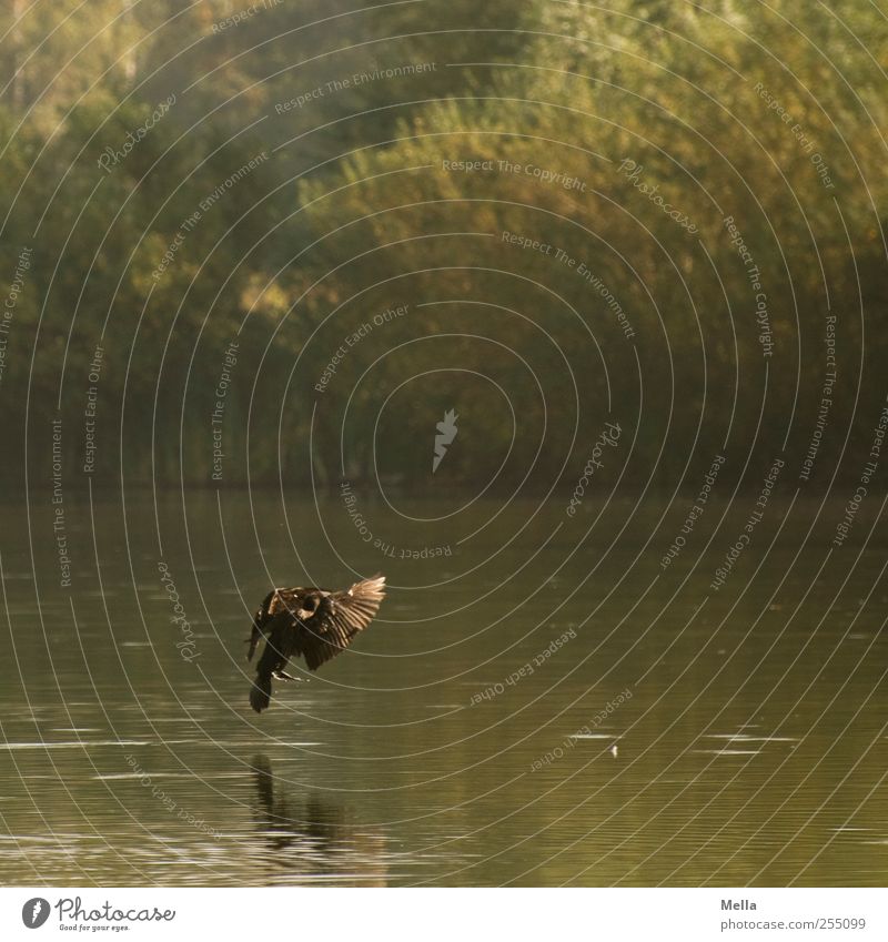 Bremsen! Umwelt Natur Landschaft Tier Wasser Teich See Vogel Kormoran 1 fliegen natürlich Landen Farbfoto Außenaufnahme Menschenleer Tag