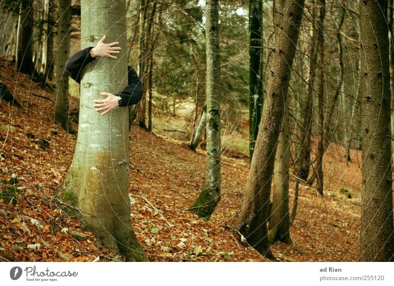 Baumliebe. Mensch Arme Hand 1 Natur Herbst Blatt Wald Hügel Umarmen Glück Geborgenheit Warmherzigkeit Begierde Gefühle Zufriedenheit Farbfoto Außenaufnahme