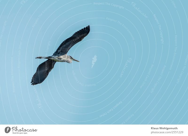 Gleitflug eines Graureihers Umwelt Natur Tier Himmel Wolkenloser Himmel Seeufer Strand Moor Sumpf Teich Fluss Vogel Reiher 1 fliegen blau grau schwarz Farbfoto