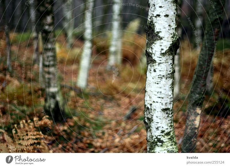 Birkenwald Umwelt Natur Pflanze Herbst Baum Farn Wald wandern braun weiß Abenteuer Freiheit Tourismus Ferne Spaziergang dunkel gruselig unheimlich unsicher