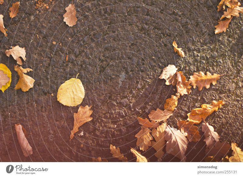 herbst Umwelt Natur Pflanze Herbst Blatt Straße fallen liegen dehydrieren Vorfreude Erwartung Farbe ruhig Wandel & Veränderung Asphalt Bodenbelag Jahreszeiten